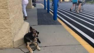 Schuyler Before and After: German Shepherd Dog Training in Columbia, South Carolina