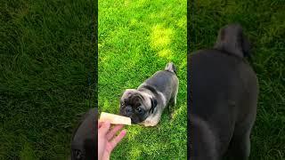 Tiny bite? #pug #pugsofyoutube #cute #dog