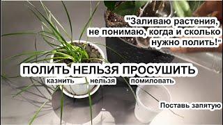 Заливаете растения? Узнайте ЗОЛОТОЕ ПРАВИЛО, как полить но не залить. Мои 5 способов + один секрет