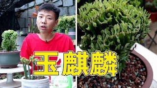 How to maintain bonsai "Jade Kylin"? You'll know after watching this video