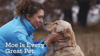 Moe's Healthy Pets: Our Story