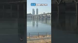 꽁꽁 얼어붙은 한강 위로 고양이가 걸어다닙니다.