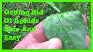 Getting Rid Of Aphids Safe And Easy