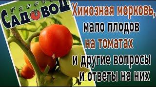 Химозная морковь, мало плодов на томатах и другие вопросы и ответы на них