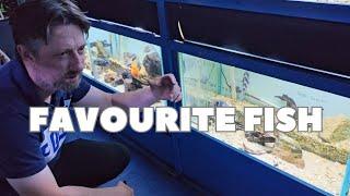 I MET up with Aquatic Fanatics UK at HIS LOCAL FISH shop to TALK ABOUT his FAVOURITE FISH