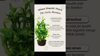 Where to place lucky bamboo at home | Lucky bamboo best direction #fengshuihouseplant #indoorsplants