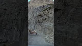 Bighorn Sheep at Glacier National Park