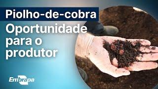 Como fazer gongocompostagem #Embrapa