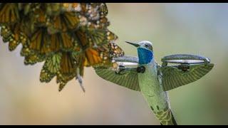 Robot Spy Hummingbird Films HALF A BILLION MONARCH BUTTERFLIES!