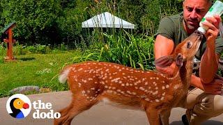 Orphaned Fawn Adopts This Guy As Her Dad | The Dodo