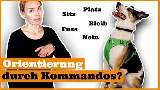 Hund Orientierung beibringen I Warum Kommandos nicht deinen Hund erziehen I Tipps Hundeerziehung