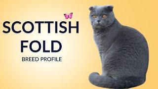 Scottish Fold Cat Breed Profile History - Price - Traits - Grooming Needs - Lifespan