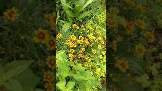 Dr A on pollinators in the garden, part 2