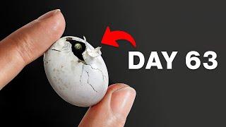 I Hatched a Mystery Reptile Egg...