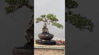 BONSAI OTR @harjo_bonsai|INSPIRASI BONSAI