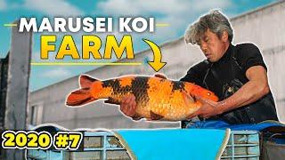 Marusei Koi Farm 2020 #7