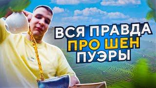 Вся правда про китайский чай ШЕН ПУЭР | старые и молодые | ЭФФЕКТ шен пуэра | как заваривать...