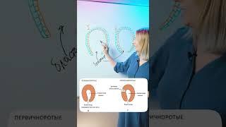 Кто относится к первичноротым и вторичноротым? | Биология ЕГЭ