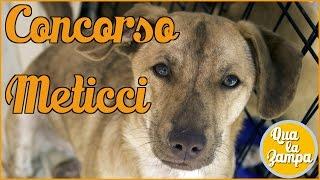 I METICCI o Cani Fantasia | Qua la Zampa