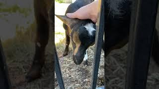 When the goat gets headbutted... #youtubeshorts #goats #goatsofyoutube #goatday #selfcareday