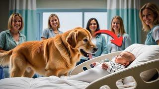 Der mysteriöse Hund betritt das Krankenhaus und tut etwas Unerwartetes mit einem komatösen Kind!