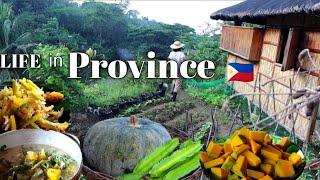 Harvesting Available Vegetable in my Garden | Filipino Vegetables