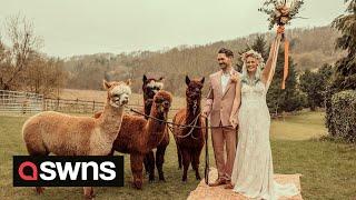 Farm offers alpaca WEDDINGS where the animals don bow ties while they mingle with guests | SWNS