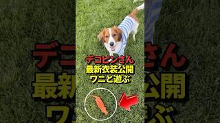 大谷翔平が自身のインスタでデコピンの写真を投稿！ブルーの服を着てワニのおもちゃで遊ぶ！#shorts #大谷翔平 #野球