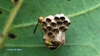 VESPA DO PAPEL AMARELA Casal (POLISTES VERSICOLOR), WASPS, INSETOS VENENOSOS, VERSICOLOR SOCIAL WASP