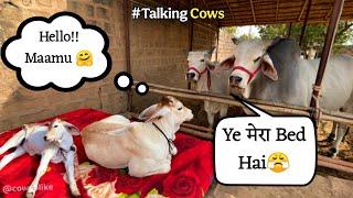 Vrinda को Prithu का Bed milgaya| Baby Calf Gets a new Bed | Cowsblike