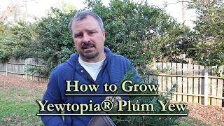 How to grow Yewtopia® Japanese Plum Yew (Cephalotaxus harringtonia - Compact Growing Conifer)