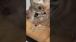 The Largest Cat Breed In The World  #mainecooncatlovers #mainecooncorner #funnycats #mainecoon #cat