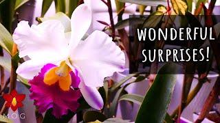 Some wonderful Orchid blooms and buds! (multiple languages finally available!)