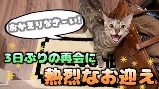 飼い主が3日ぶりの帰宅にルトが大喜び！！