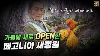가평 베고니아 새정원