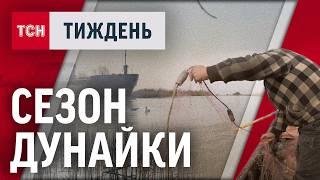 ДУНАЙКА. Куди подівся легендарний український оселедець і чим унікальна ця риба?  / ТСН.Тиждень