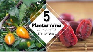 #1 Forêt comestible : 5 plantes rares et rustiques en climat tempéré