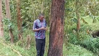 MEKWARIA MAKIRE