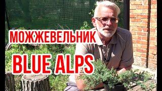 Можжевельник китайский Блю Альпс (Blue Alps) / Микориза и Микофренд / Игорь Билевич