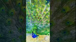 peacock #peacock #viral #shorts