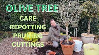 OLIVE TREE CARE PRUNING PROPAGATING REPOTTING