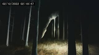 Creepiest Wildlife and Cryptic Encounters Captured on Camera! (Part 2)