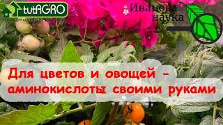 В 50 РАЗ ДЕШЕВЛЕ АМ-КОНЦЕНТРАТ СВОИМИ РУКАМИ. Аминокислотный витаминный комплекс - домашний рецепт.