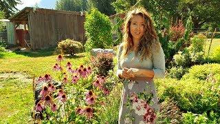 Herbal Flower Garden Tour [How to harvest chamomile &  MEDICINAL flowers]