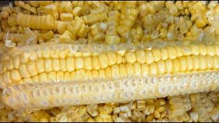 [上海鍋貼]如何快速剥玉米粒？How to remove the corn kernel from the cob？