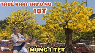 Mùng 1 Tết ngắm SBSG 2024 trổ đầy vườn mai Phương Bình cho thuê khai trương cây giá từ 10T bông đẹp