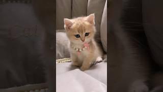 Fluffy Therapy Incoming! #cute  #cat #kitten #meow  #funny