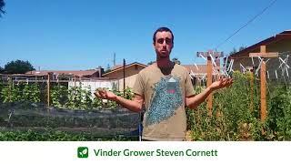 Vinder Grower   Steven Cornett