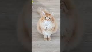 He's a big fan of his own theme song  #cat #cutecat #cute #animals #catvideos #cutepet #cats