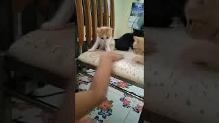 น่ารักไหมน้าบบ